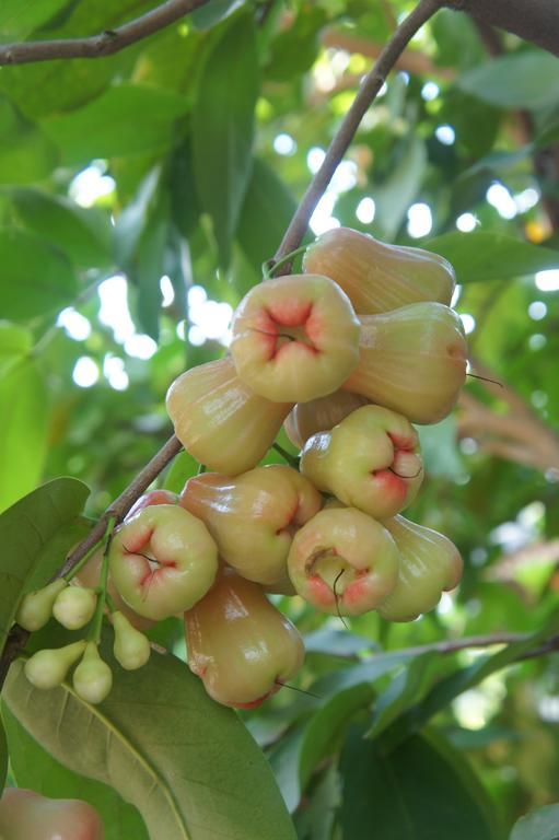 Cashew Nut Village Bophut Eksteriør bilde